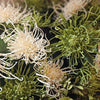 Kunstig Chrysanthemum grøn hvid