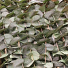 Kunstig Eucalyptus gren naturtro