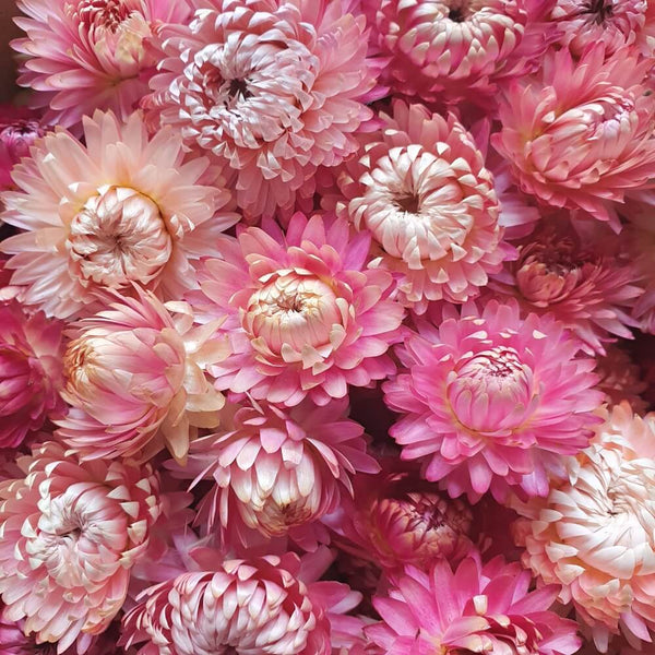 Tørrede Blomsterhoveder 20 stk. rosa