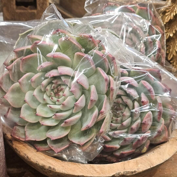 Kæmpe sukkulent ægte