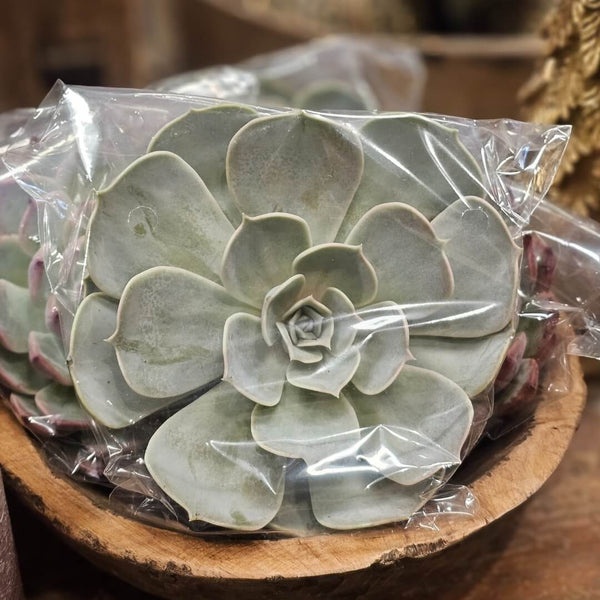 Kæmpe sukkulent ægte