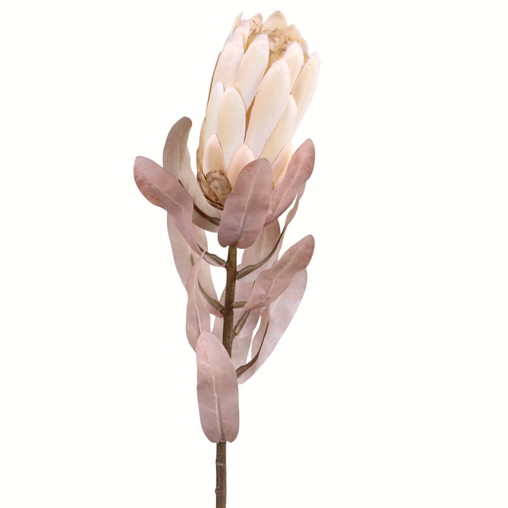 Protea Blomst creme